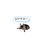 チワワのデイリースタンプ（個別スタンプ：5）