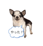 チワワのデイリースタンプ（個別スタンプ：7）