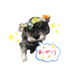 実家のミルたん（個別スタンプ：3）
