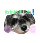 実家のミルたん（個別スタンプ：6）