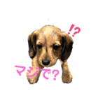 ワイヤーダックスのRin 日常挨拶（個別スタンプ：3）