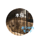 ワイヤーダックスのRin 日常挨拶（個別スタンプ：7）