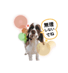 あんこちゃんの日常（個別スタンプ：7）