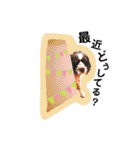 あんこちゃんの日常（個別スタンプ：11）