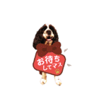 あんこちゃんの日常（個別スタンプ：13）