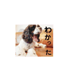 あんこちゃんの日常（個別スタンプ：34）
