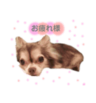 Jewelスタンプ（個別スタンプ：3）