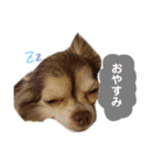 Jewelスタンプ（個別スタンプ：5）