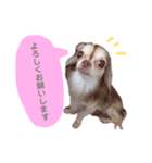 Jewelスタンプ（個別スタンプ：6）