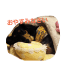 TORUKON RIRI2（個別スタンプ：2）