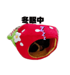 TORUKON RIRI2（個別スタンプ：3）