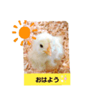 chicken＆chickOO1（個別スタンプ：1）