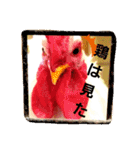 chicken＆chickOO1（個別スタンプ：3）