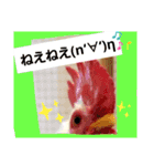 chicken＆chickOO1（個別スタンプ：4）