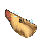 chicken＆chickOO1（個別スタンプ：6）