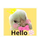 chicken＆chickOO1（個別スタンプ：7）