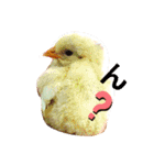 chicken＆chickOO1（個別スタンプ：8）