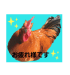 chicken＆chickOO1（個別スタンプ：10）