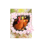 chicken＆chickOO1（個別スタンプ：11）