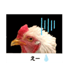 chicken＆chickOO1（個別スタンプ：12）