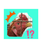 chicken＆chickOO1（個別スタンプ：13）