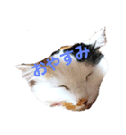 でぶたま。（個別スタンプ：1）