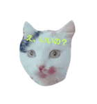 でぶたま。（個別スタンプ：4）