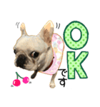 毎日使える柴犬＆パグちゃんねる24（個別スタンプ：1）