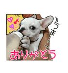 毎日使える柴犬＆パグちゃんねる24（個別スタンプ：3）