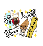 毎日使える柴犬＆パグちゃんねる24（個別スタンプ：4）