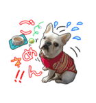 毎日使える柴犬＆パグちゃんねる24（個別スタンプ：5）