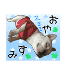 毎日使える柴犬＆パグちゃんねる24（個別スタンプ：6）