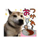 毎日使える柴犬＆パグちゃんねる24（個別スタンプ：7）
