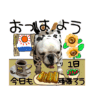 毎日使える柴犬＆パグちゃんねる24（個別スタンプ：8）
