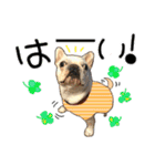 毎日使える柴犬＆パグちゃんねる24（個別スタンプ：10）