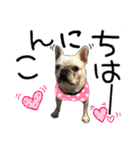 毎日使える柴犬＆パグちゃんねる24（個別スタンプ：11）