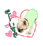 毎日使える柴犬＆パグちゃんねる24（個別スタンプ：12）