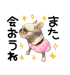 毎日使える柴犬＆パグちゃんねる24（個別スタンプ：13）