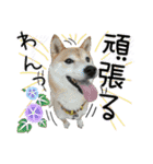 毎日使える柴犬＆パグちゃんねる24（個別スタンプ：14）