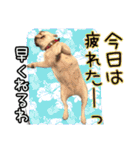 毎日使える柴犬＆パグちゃんねる24（個別スタンプ：16）