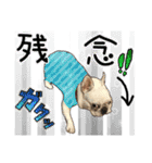毎日使える柴犬＆パグちゃんねる24（個別スタンプ：17）