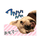 毎日使える柴犬＆パグちゃんねる24（個別スタンプ：18）