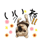 毎日使える柴犬＆パグちゃんねる24（個別スタンプ：19）