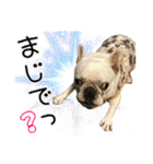 毎日使える柴犬＆パグちゃんねる24（個別スタンプ：20）