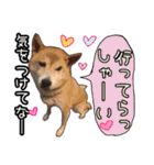 毎日使える柴犬＆パグちゃんねる24（個別スタンプ：21）