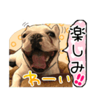 毎日使える柴犬＆パグちゃんねる24（個別スタンプ：22）