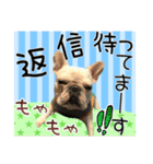 毎日使える柴犬＆パグちゃんねる24（個別スタンプ：24）