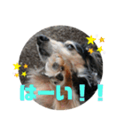 おでぶのりくくん（個別スタンプ：18）