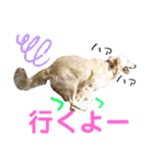英国ゴールデン女子 ブランのスタンプ1（個別スタンプ：12）