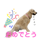 英国ゴールデン女子 ブランのスタンプ1（個別スタンプ：24）